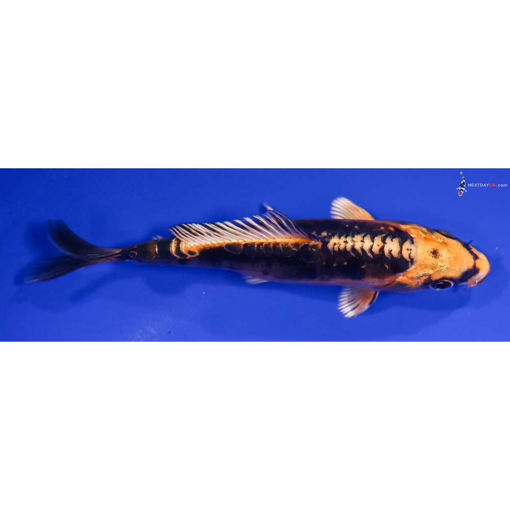 5” Imported Kin Kikokuryu