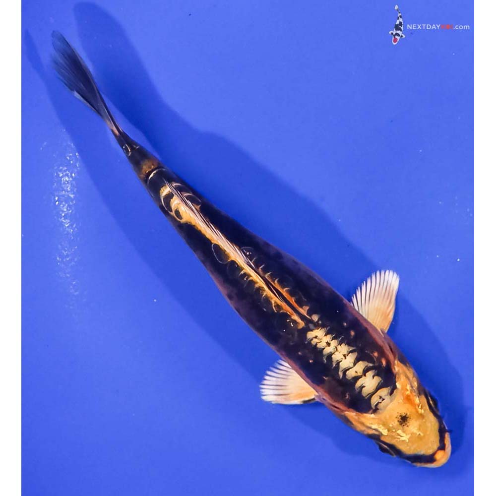 5” Imported Kin Kikokuryu