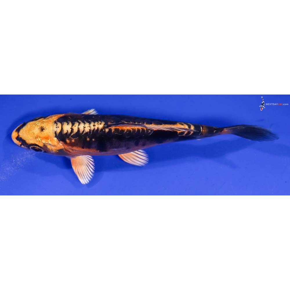 5” Imported Kin Kikokuryu