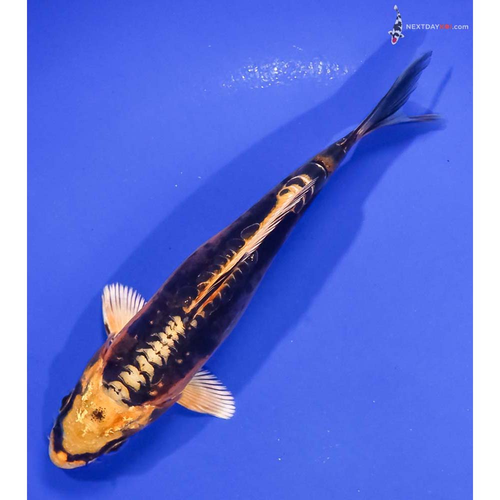 5” Imported Kin Kikokuryu