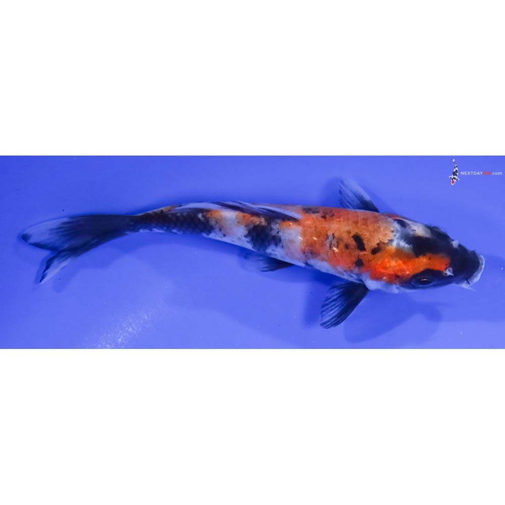 5” Imported Hi Showa