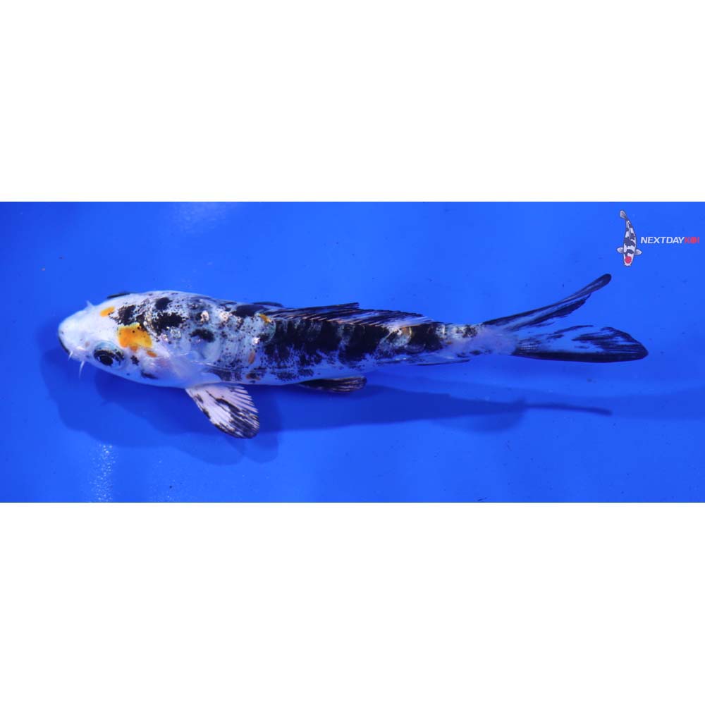 4” Imported Heisei Nishiki
