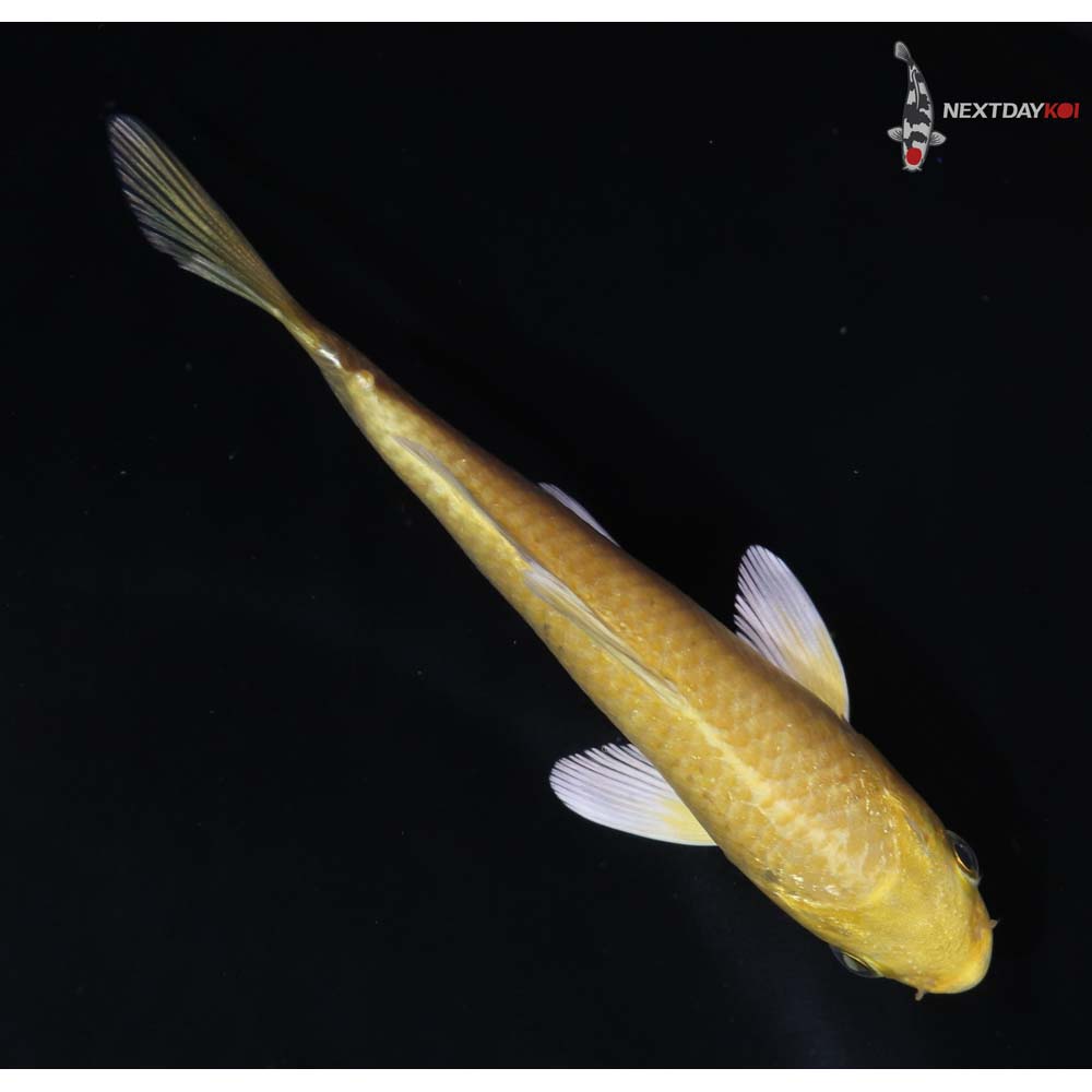 4” Imported Yamabuki Ogon