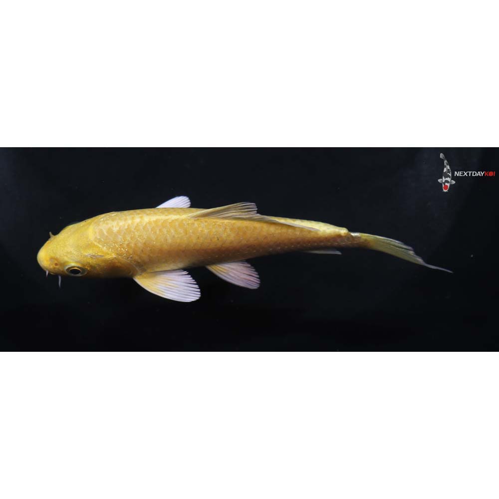 4” Imported Yamabuki Ogon