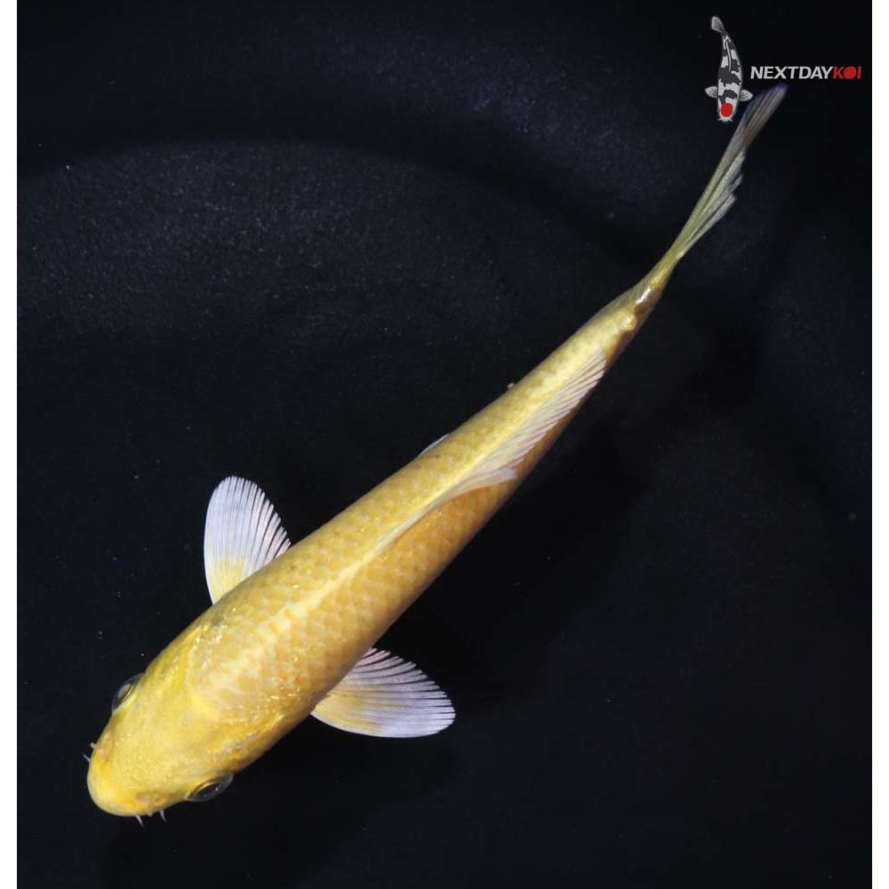 4” Imported Yamabuki Ogon