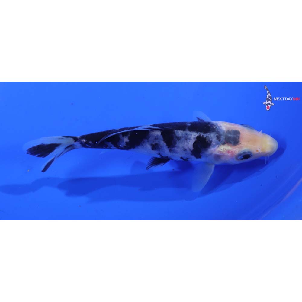 5” Imported Shiro Bekko