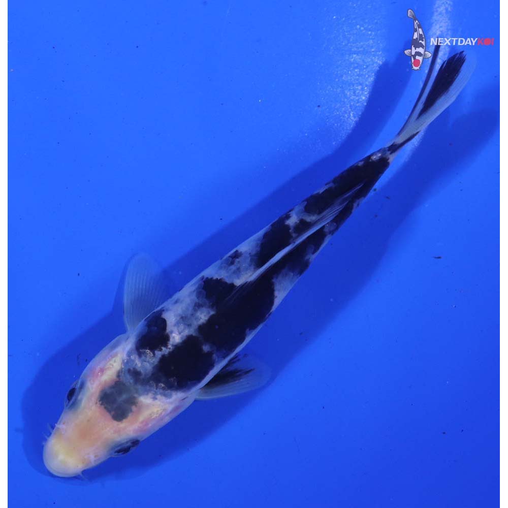 5” Imported Shiro Bekko