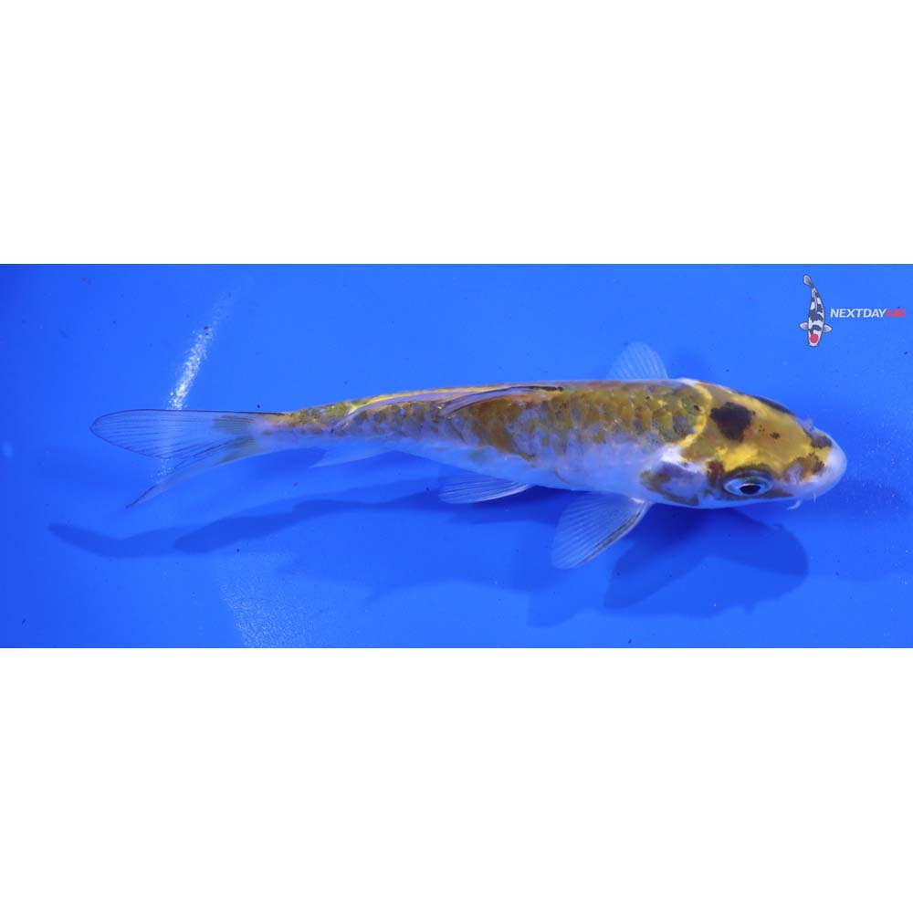 5” Imported Doitsu Midorigoi