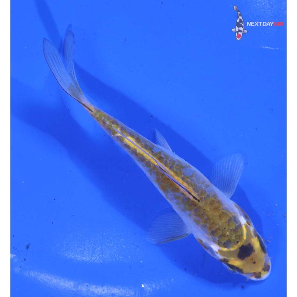 5” Imported Doitsu Midorigoi