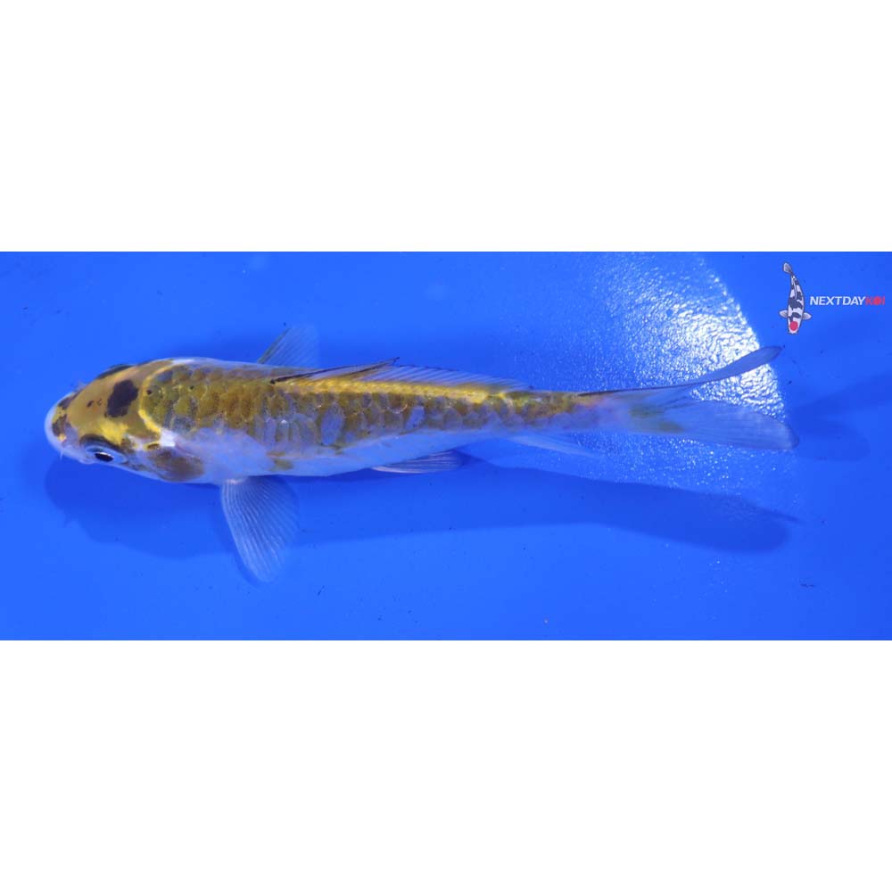 5” Imported Doitsu Midorigoi