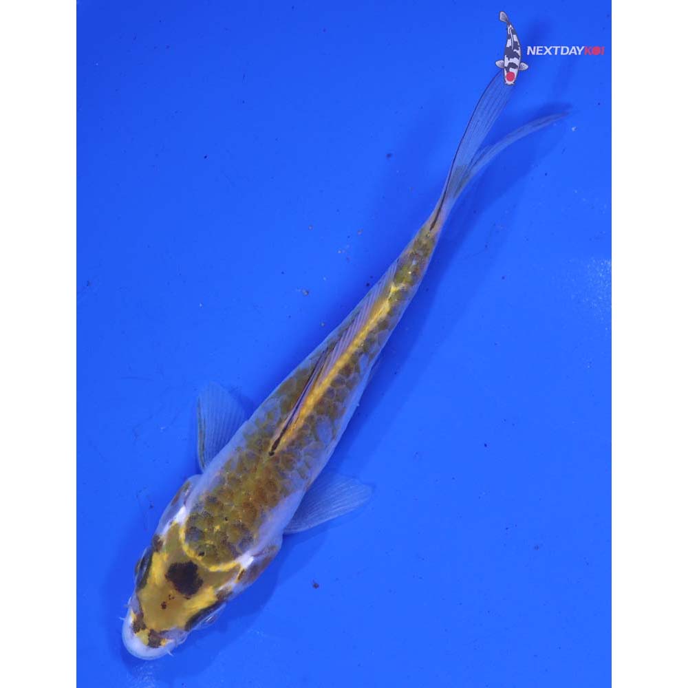 5” Imported Doitsu Midorigoi