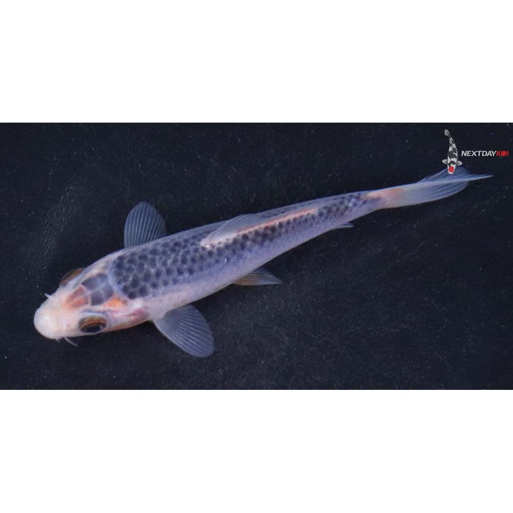 3.5” Imported Asagi