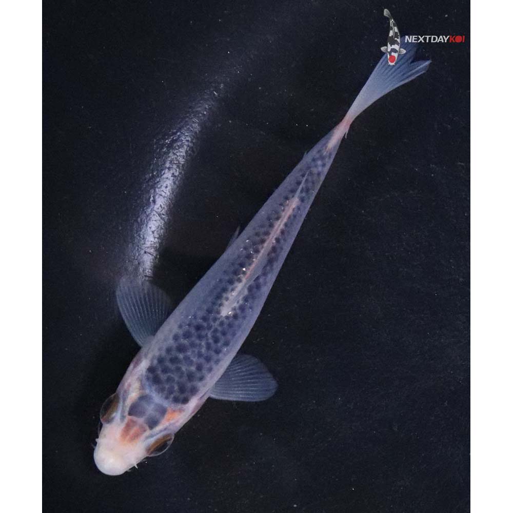 3.5” Imported Asagi