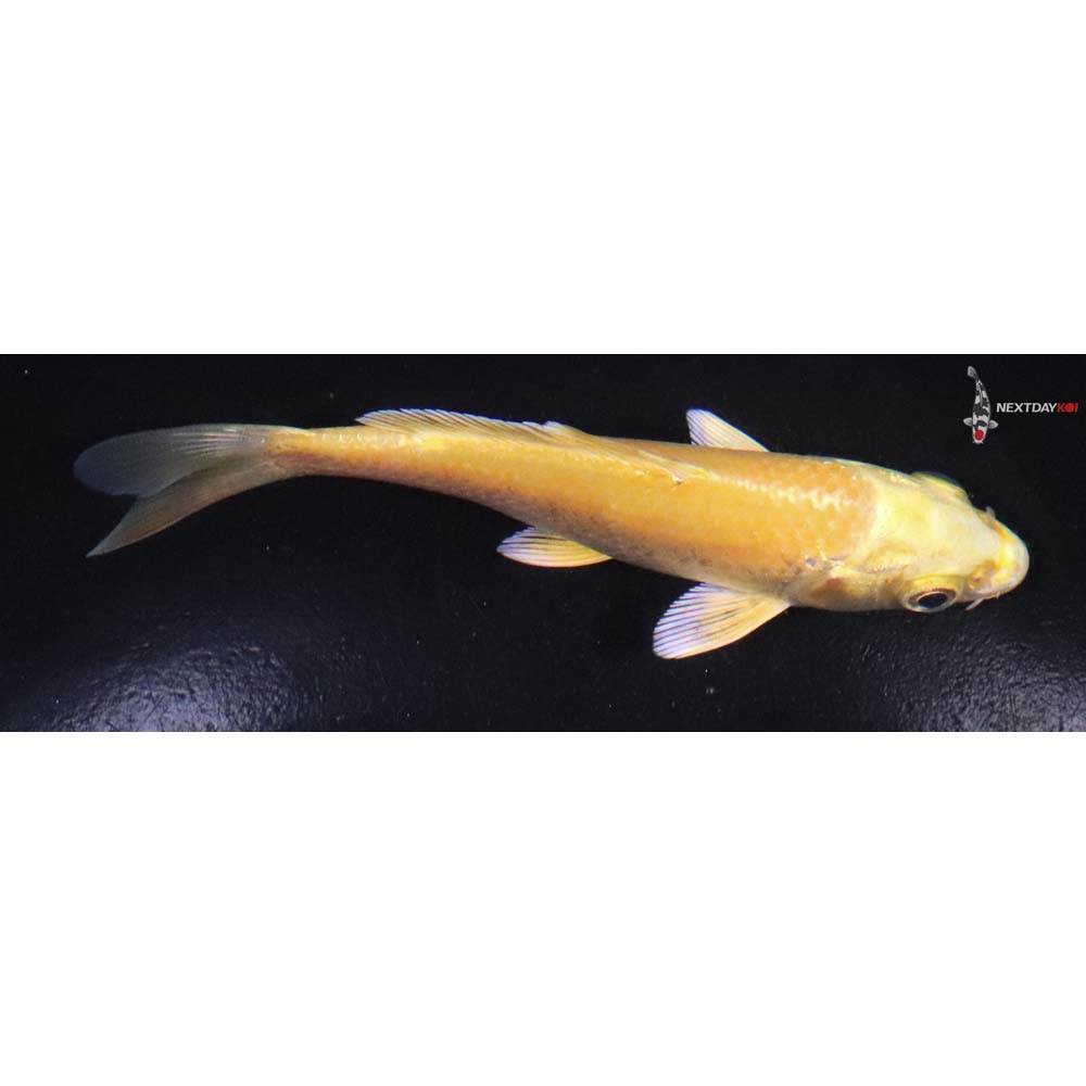 4” Imported Yamabuki Ogon