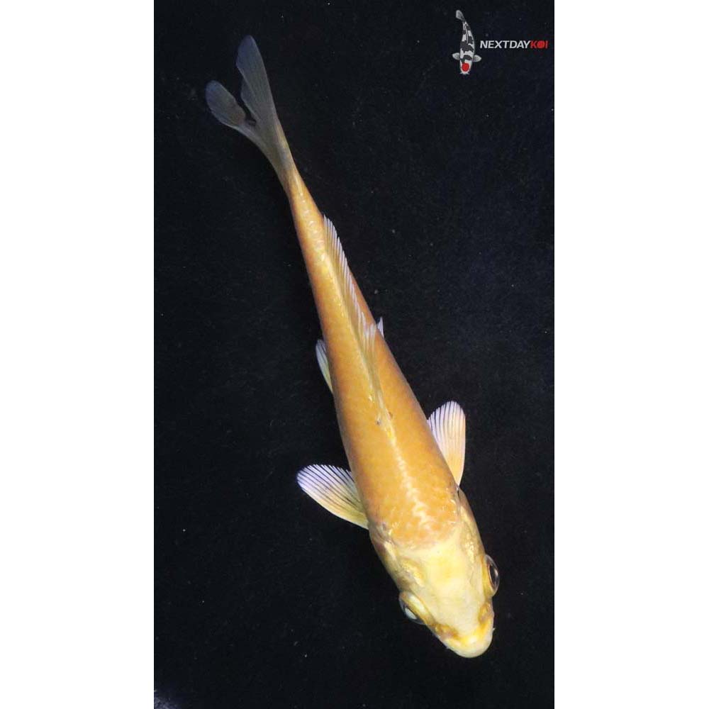 4” Imported Yamabuki Ogon