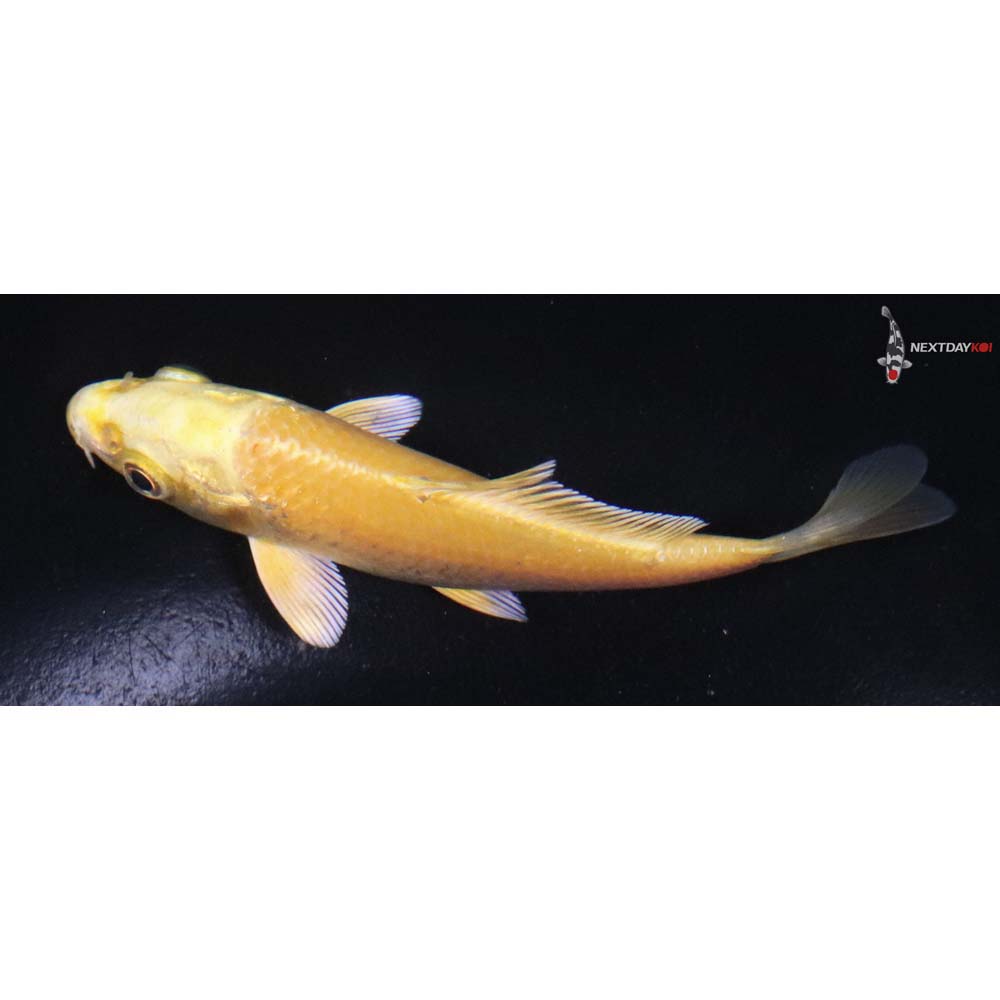 4” Imported Yamabuki Ogon