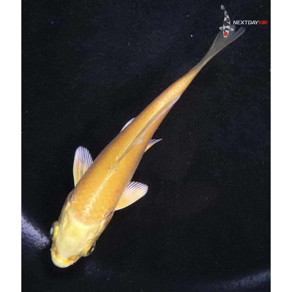 4” Imported Yamabuki Ogon