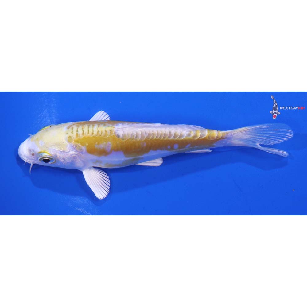 4” Imported Doitsu Lemon Hariwake