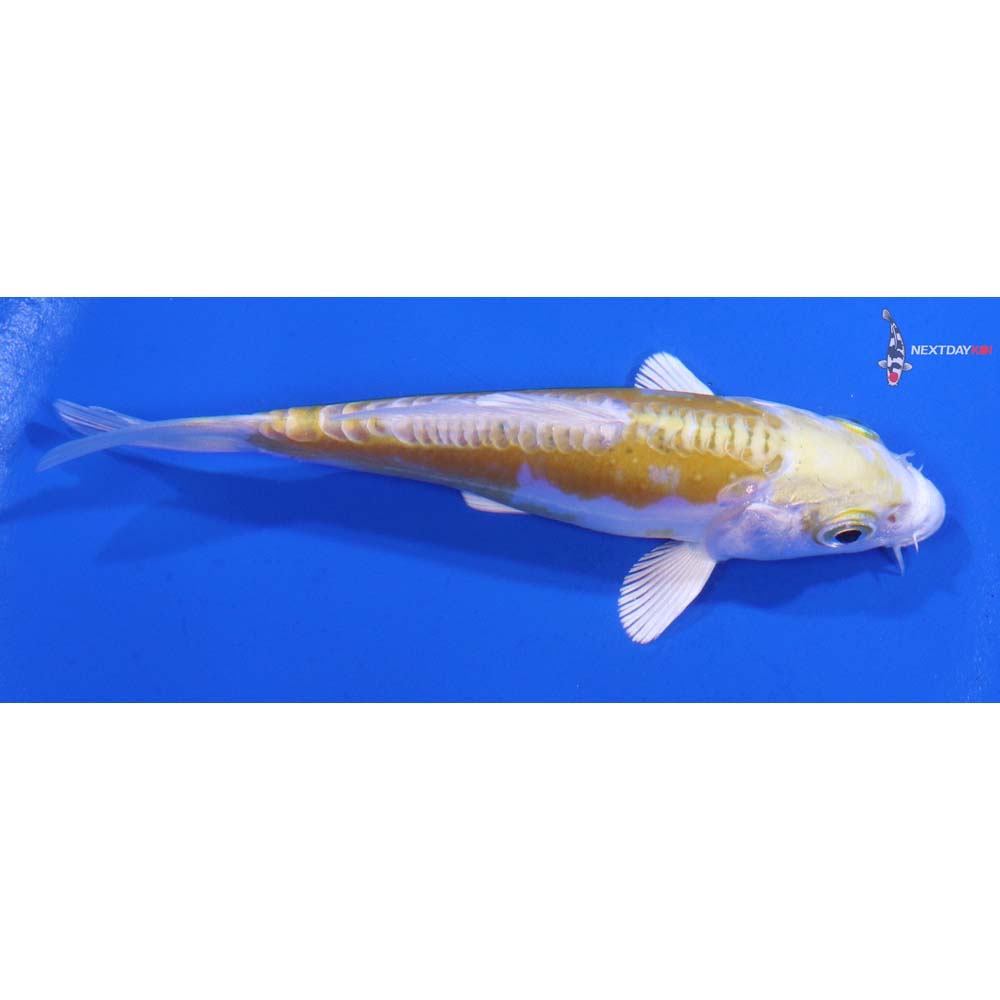 4” Imported Doitsu Lemon Hariwake