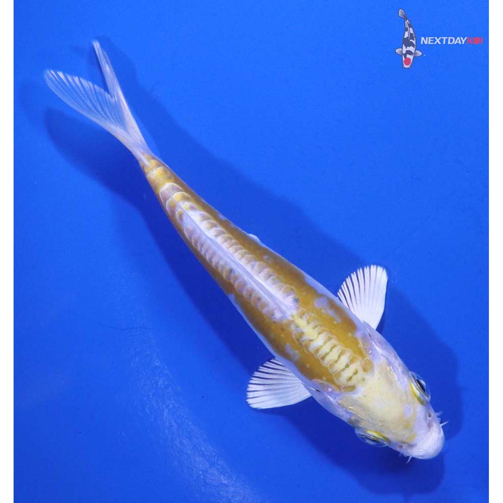 4” Imported Doitsu Lemon Hariwake