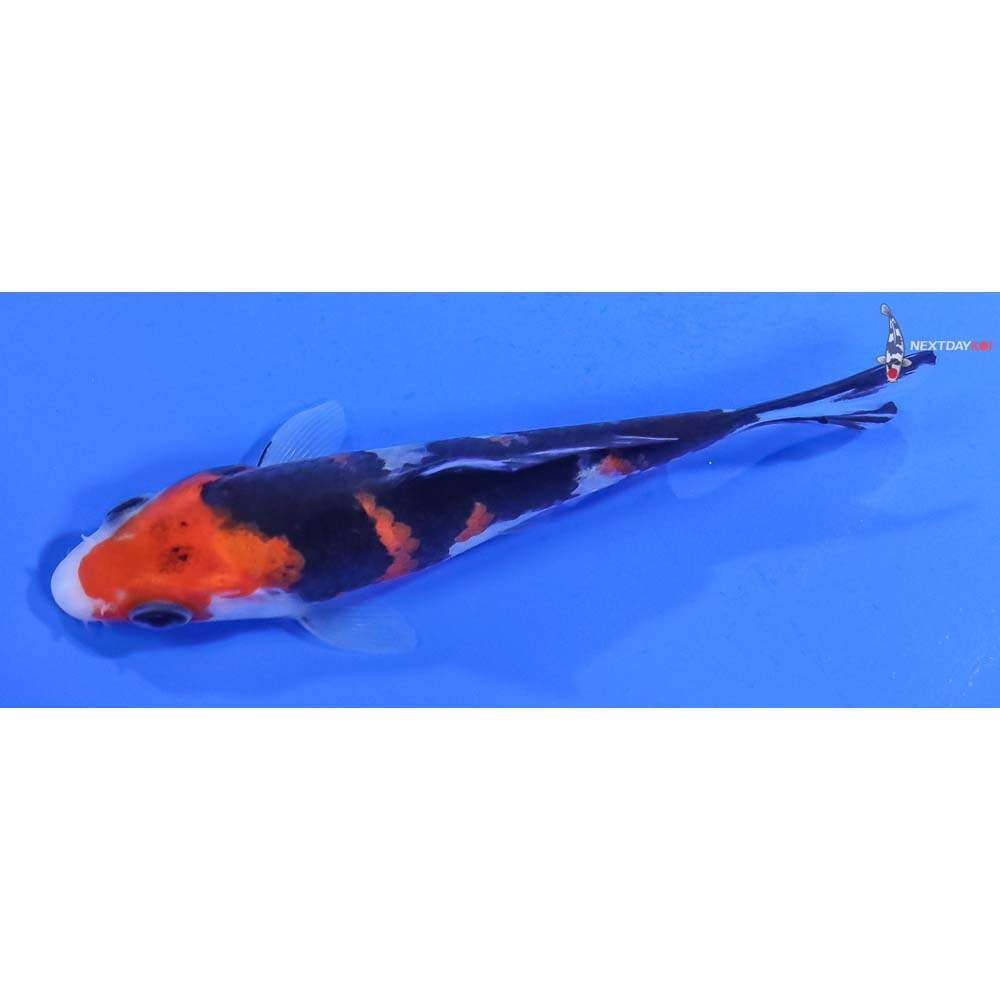 4” Imported Sanke