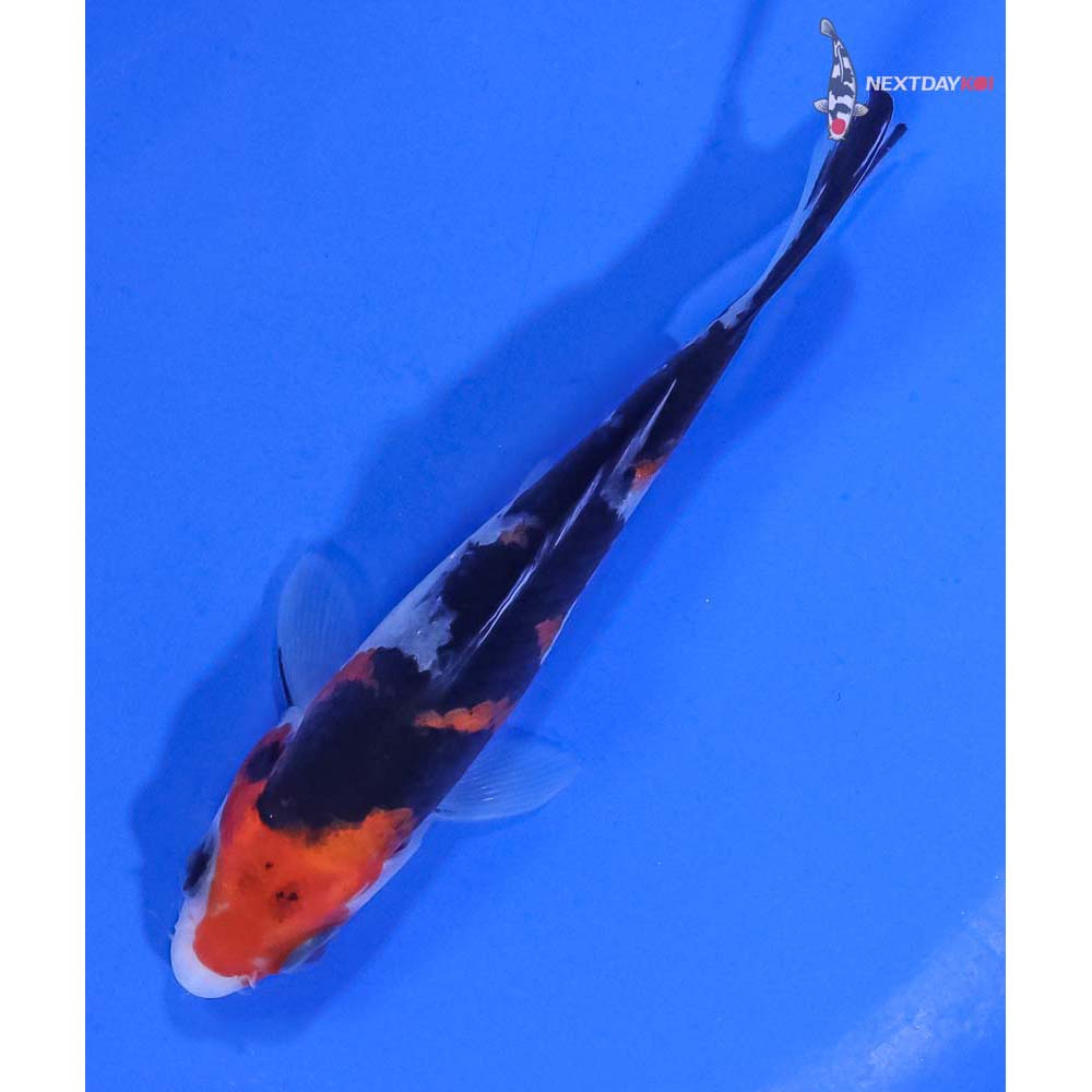 4” Imported Sanke