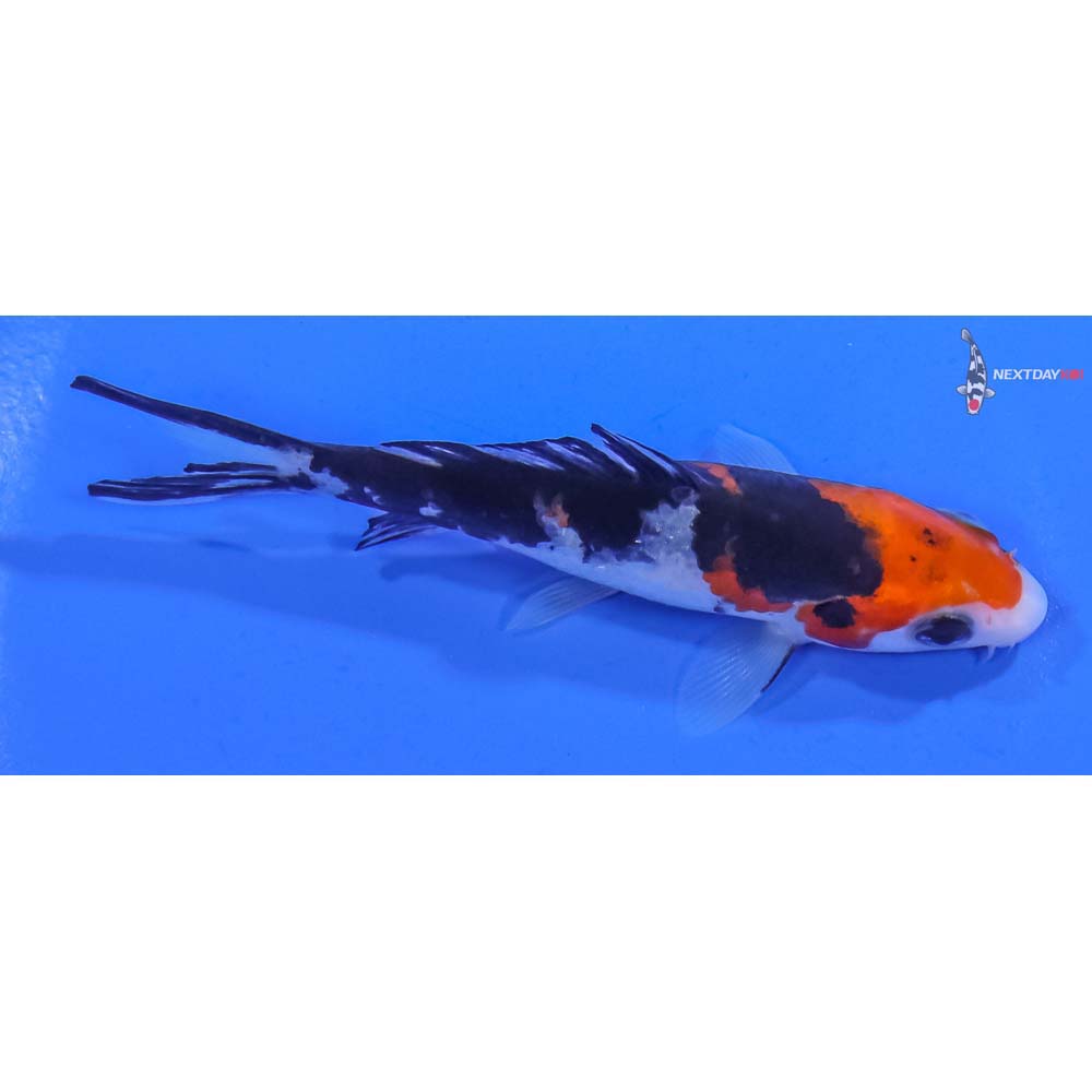 4” Imported Sanke