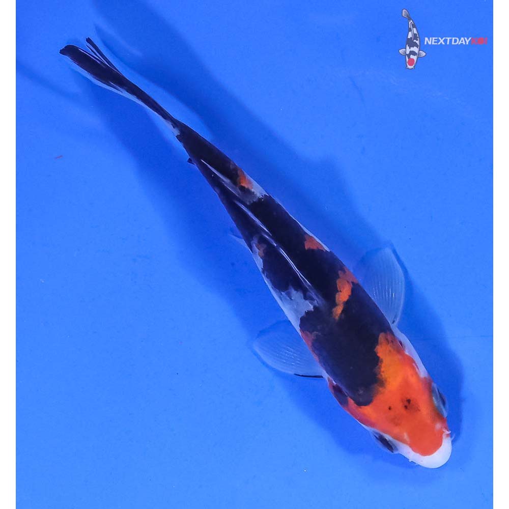 4” Imported Sanke