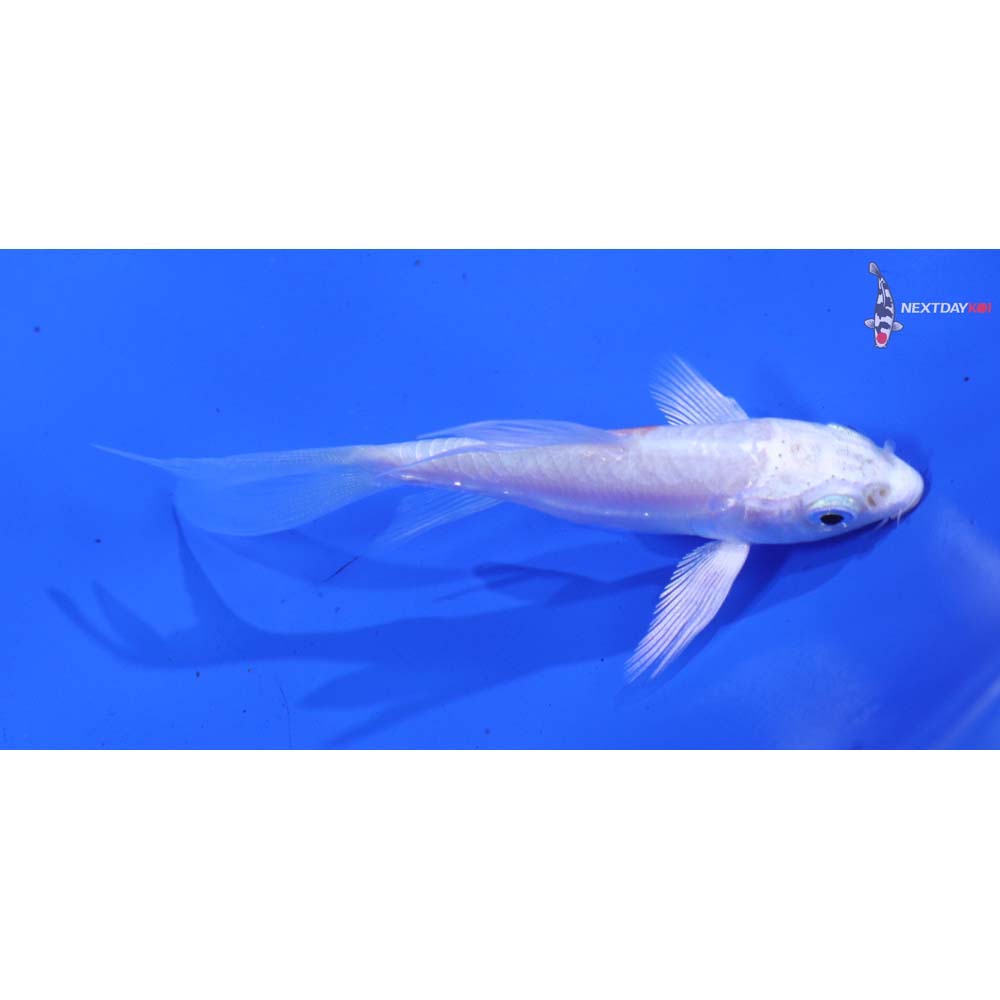 3.5” Imported Kikusui Butterfly Koi
