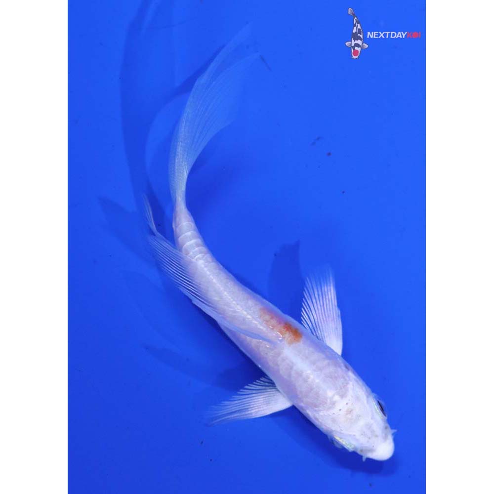 3.5” Imported Kikusui Butterfly Koi