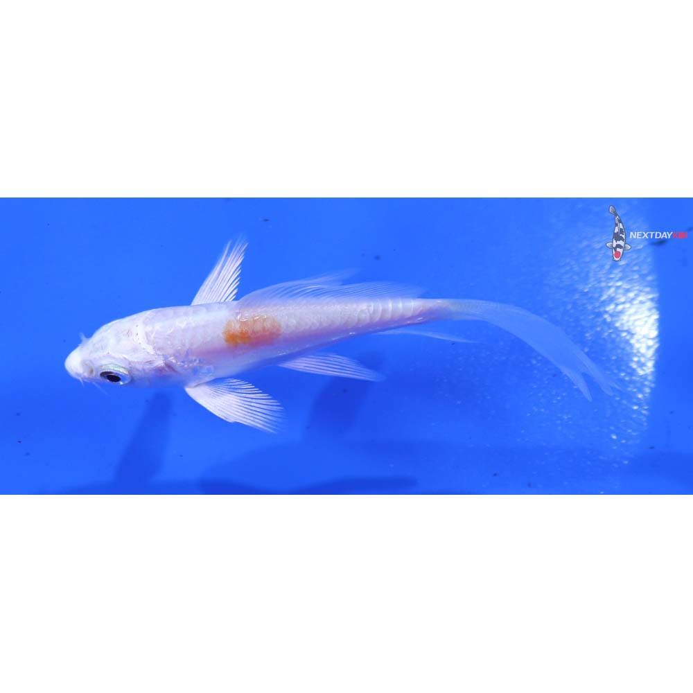 3.5” Imported Kikusui Butterfly Koi
