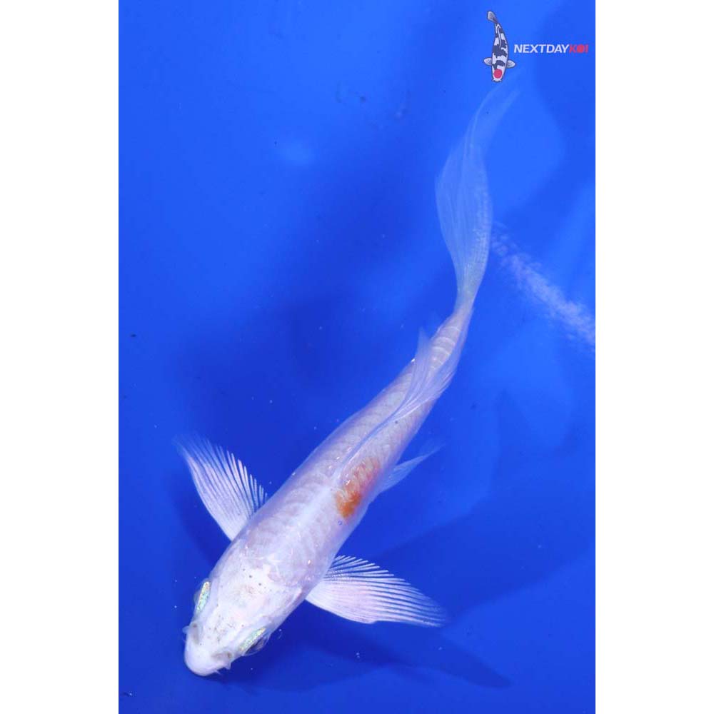 3.5” Imported Kikusui Butterfly Koi