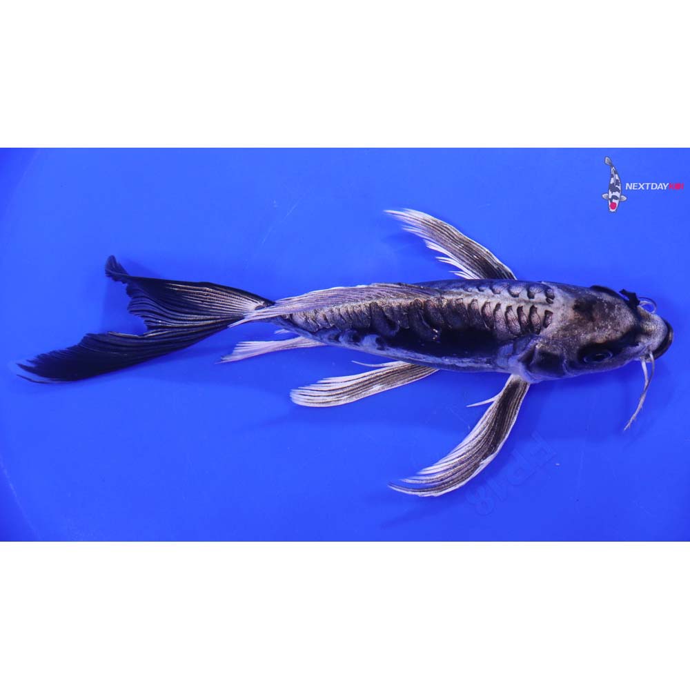 8.5” Imported Kikokuryu Butterfly Koi