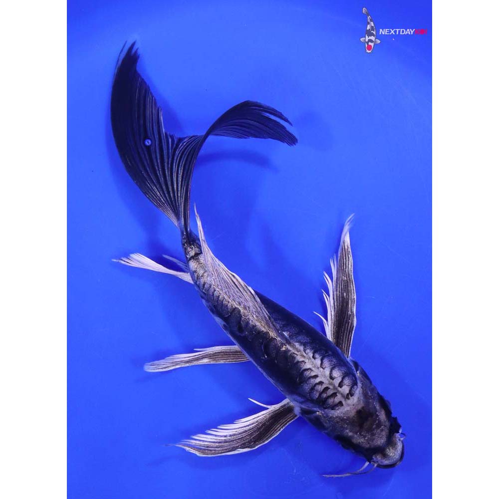 8.5” Imported Kikokuryu Butterfly Koi