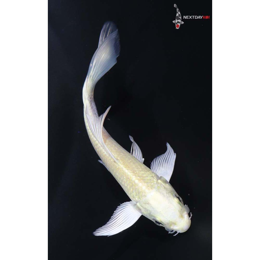 4.5” Imported Kigoi Butterfly Koi