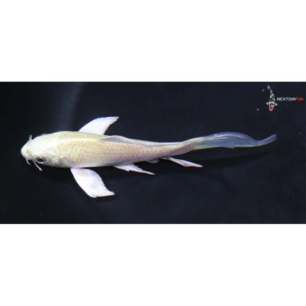 4.5” Imported Kigoi Butterfly Koi