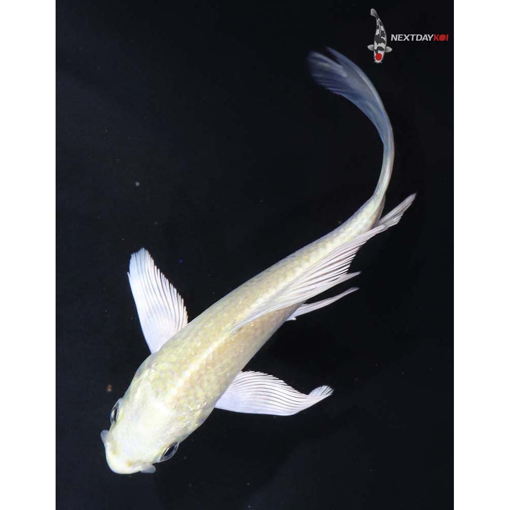 4.5” Imported Kigoi Butterfly Koi