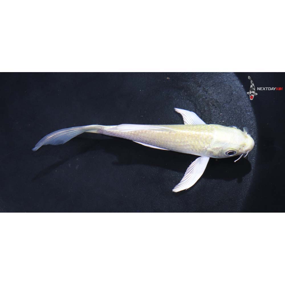 4.5” Imported Kigoi Butterfly Koi