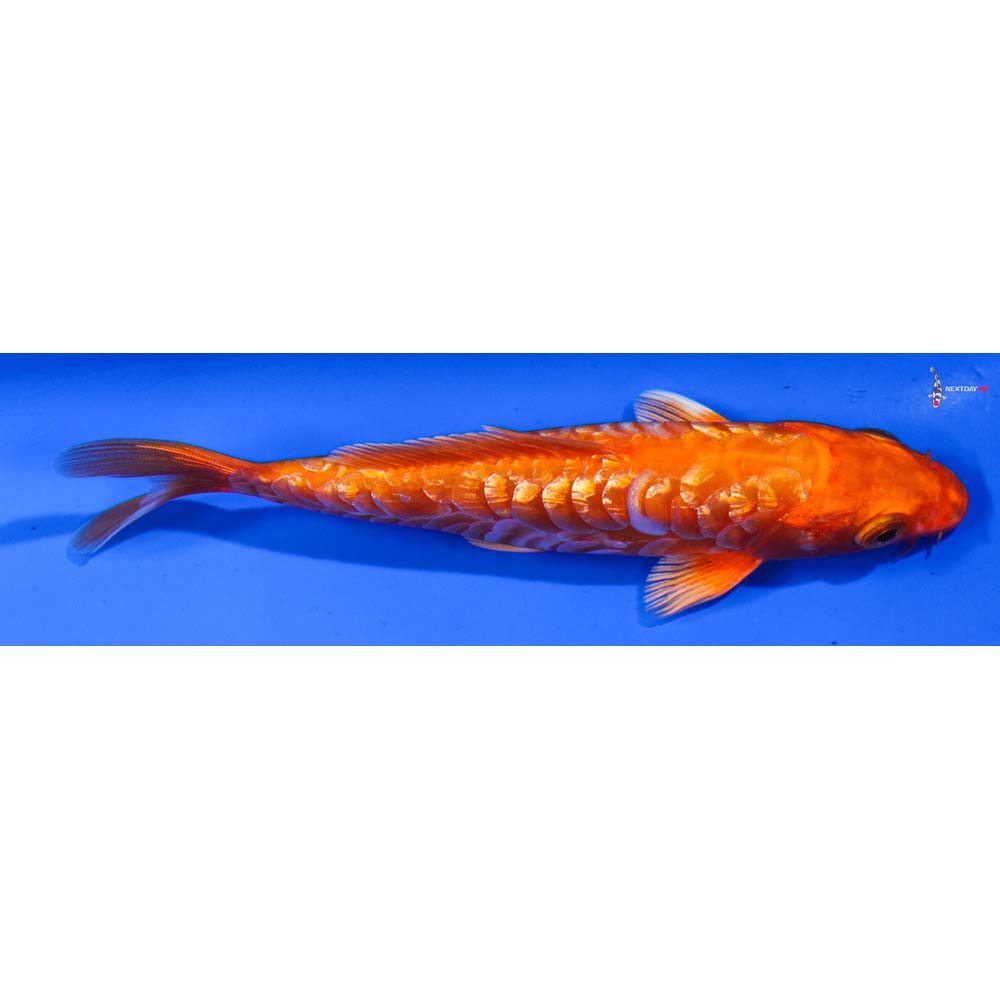 5” Imported Armor Scaled Gin Rin Orenji Ogon
