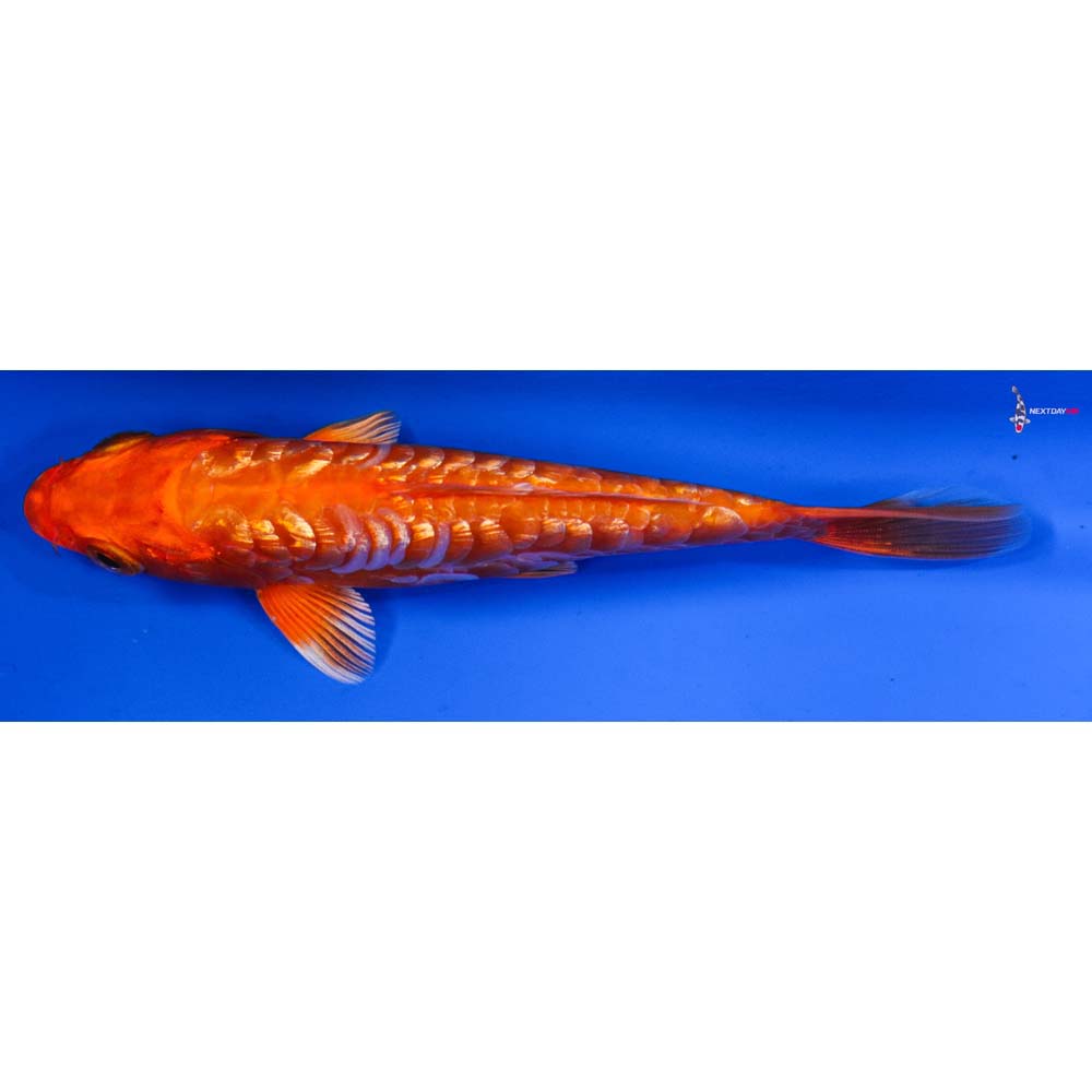 5” Imported Armor Scaled Gin Rin Orenji Ogon