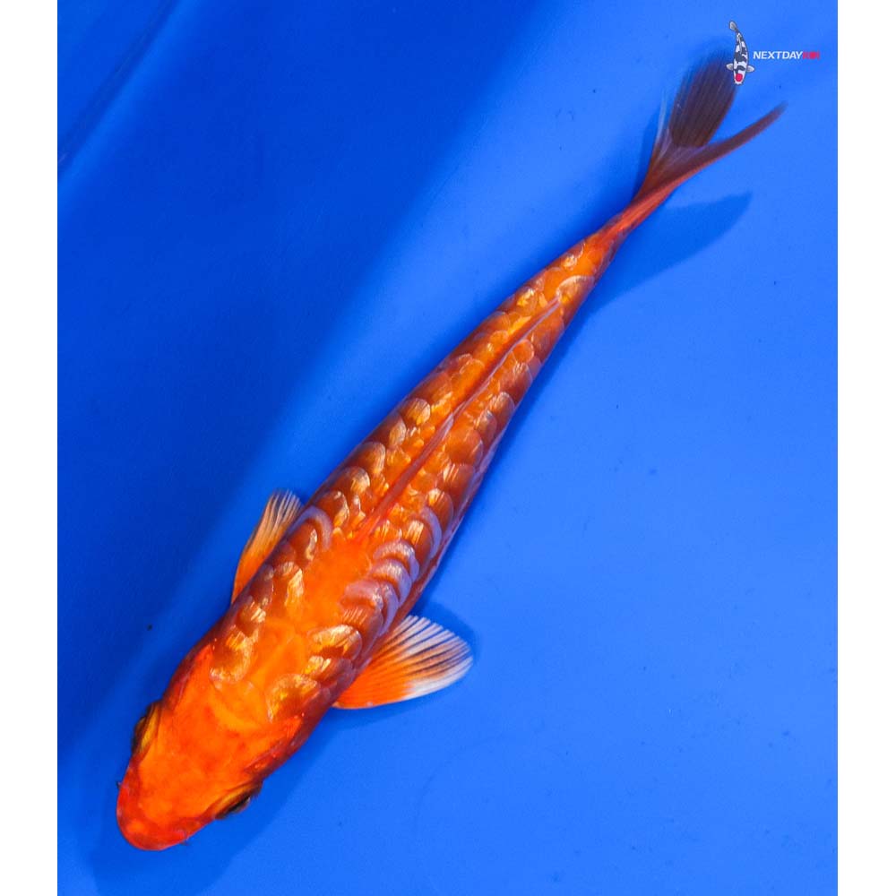 5” Imported Armor Scaled Gin Rin Orenji Ogon