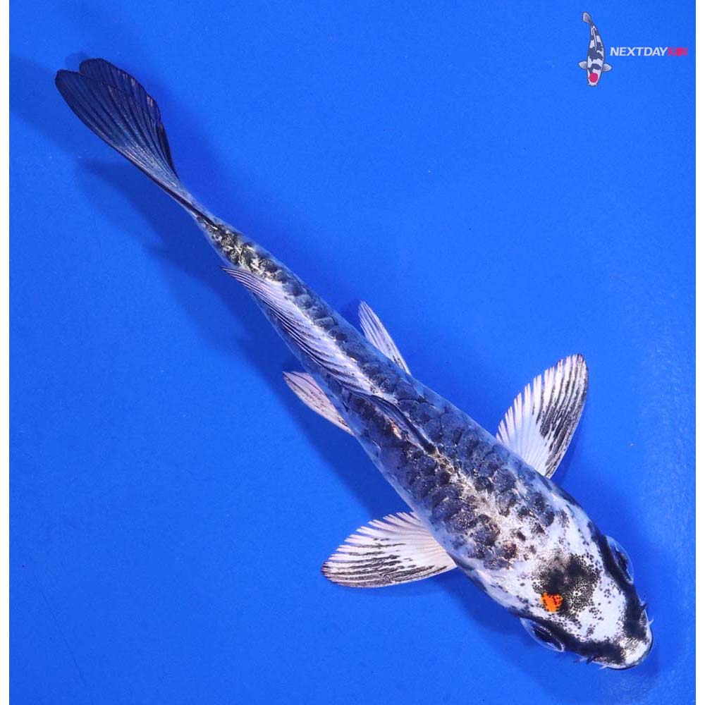 4” Imported Armor Scaled Kujaku