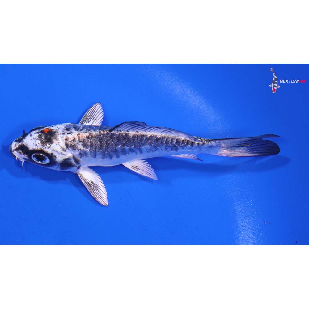 4” Imported Armor Scaled Kujaku