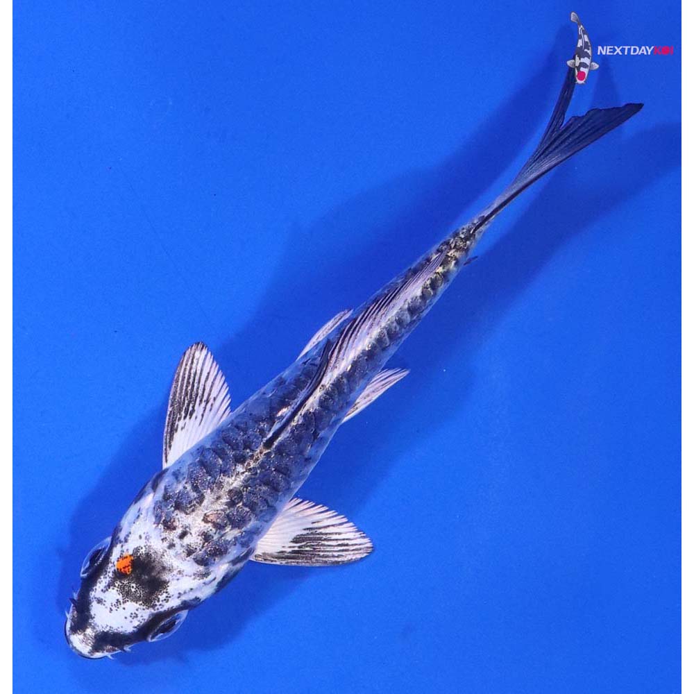 4” Imported Armor Scaled Kujaku