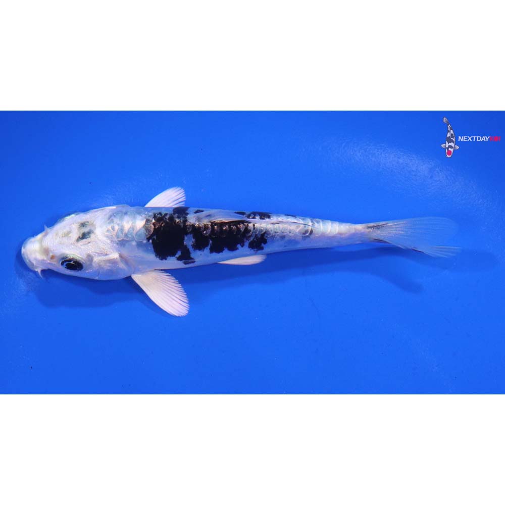 4” Imported Doitsu Gin Shiro Bekko