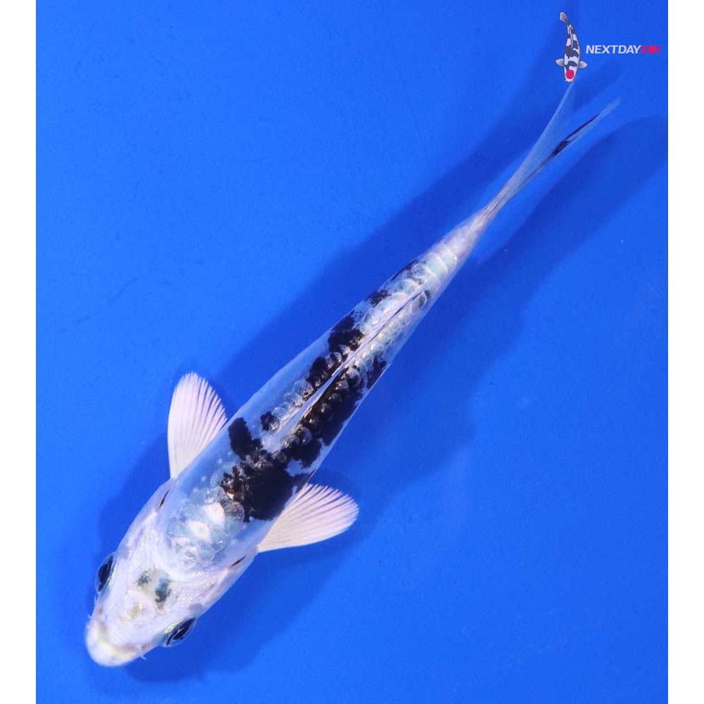 4” Imported Doitsu Gin Shiro Bekko