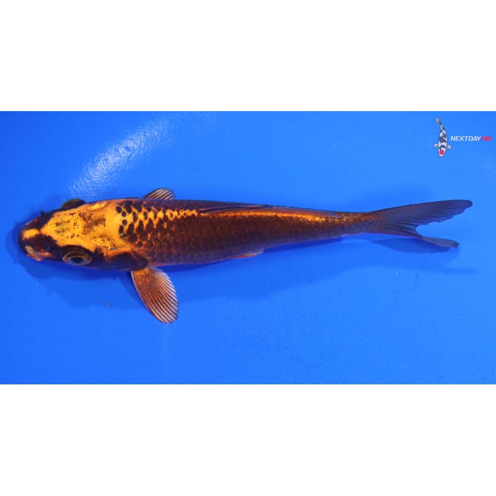 5” Imported Orenji Matsuba