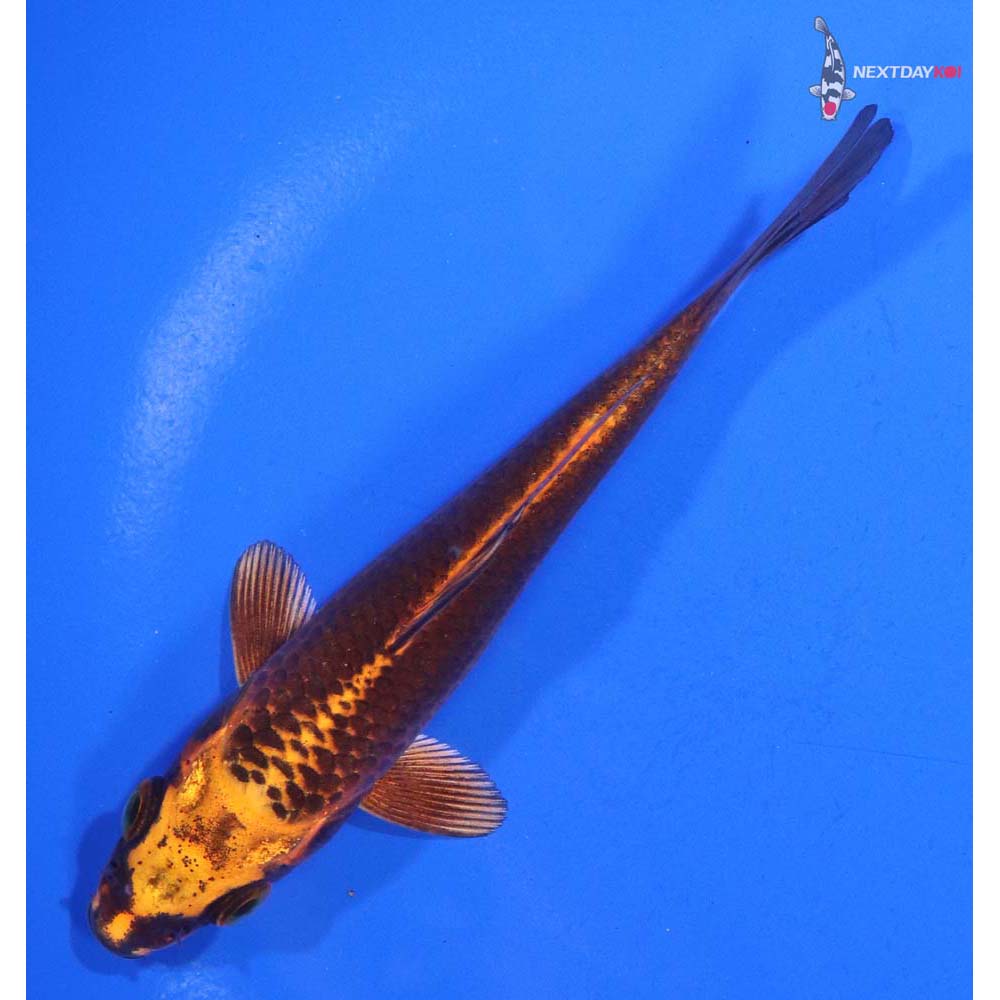 5” Imported Orenji Matsuba