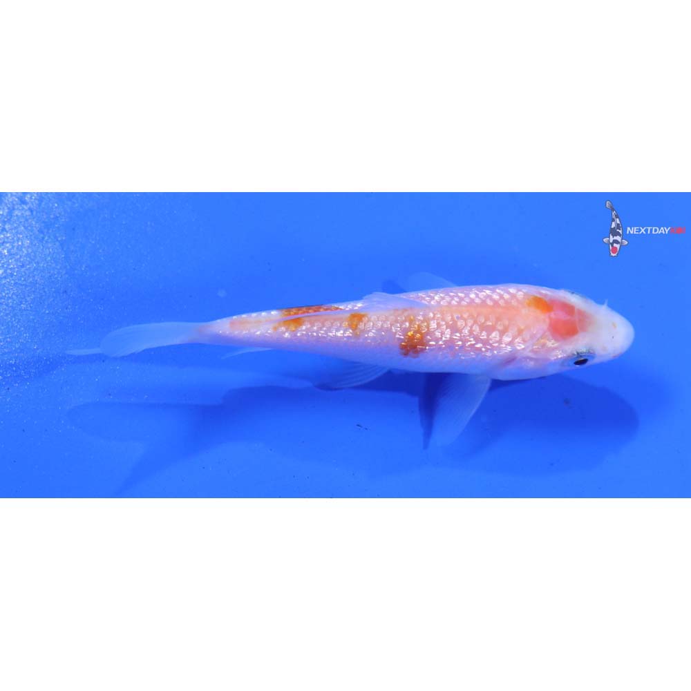 3” Imported Gin Rin Kohaku