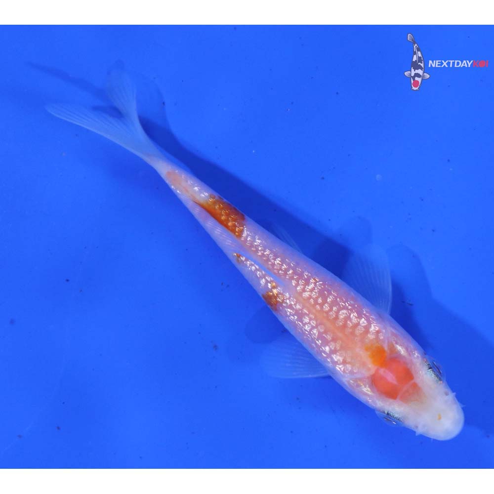 3” Imported Gin Rin Kohaku